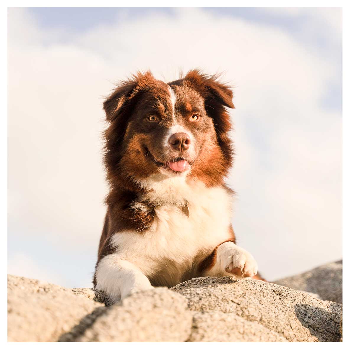 Educateur Canin éducation Et Rééducation Canine