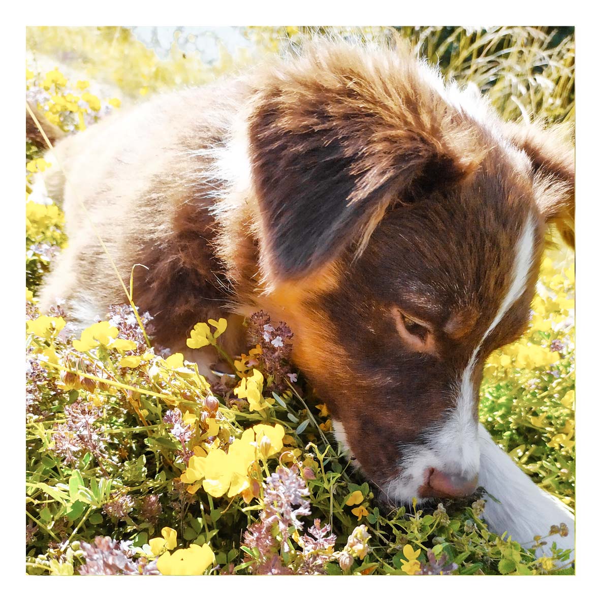 éducation Chiot Educateur Comportementaliste Canin Pup Fiction