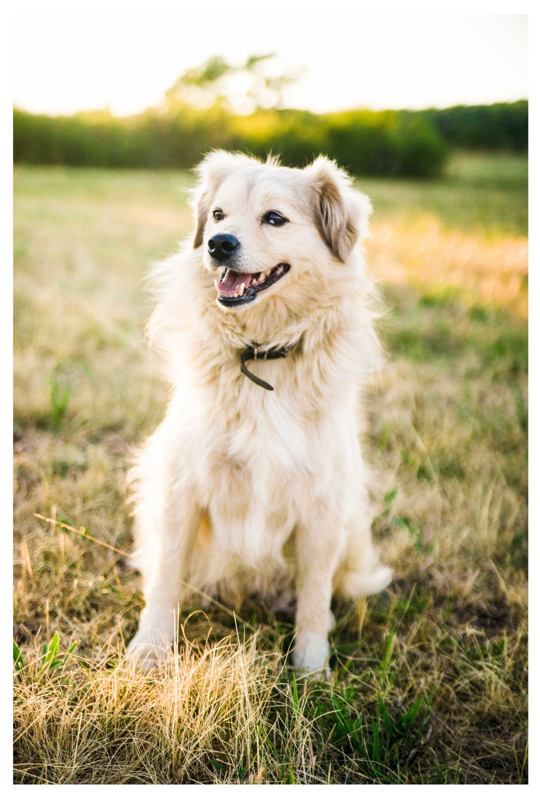 Thérapie Comportementale Pup Fiction Montpellier Dressage Canin Thérapie Comportementale Rééducation Montpellier