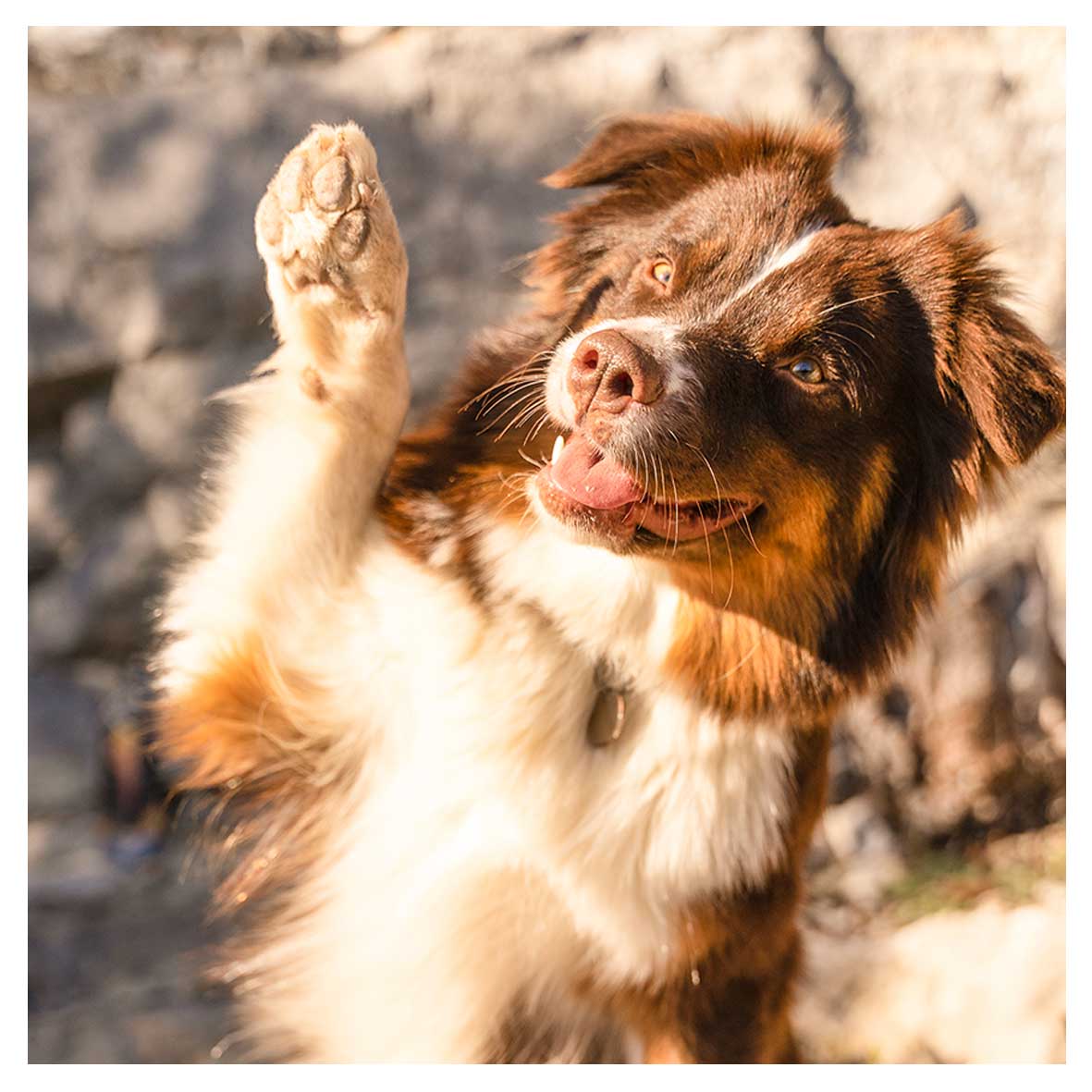 Tricks Obeissance Tours Activité Canine