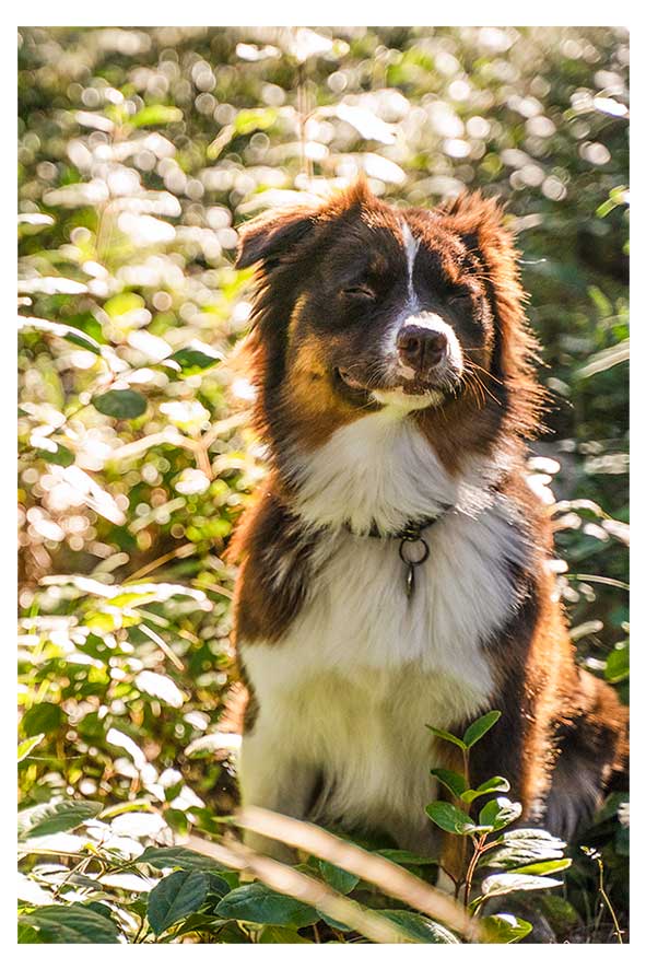 Education Canine Ou Trouble Du Comportement Canin montpellier