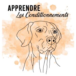 apprendre des ordres à son chien