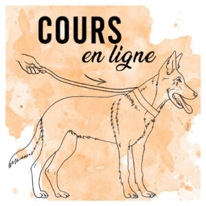 Minis Cours en Ligne