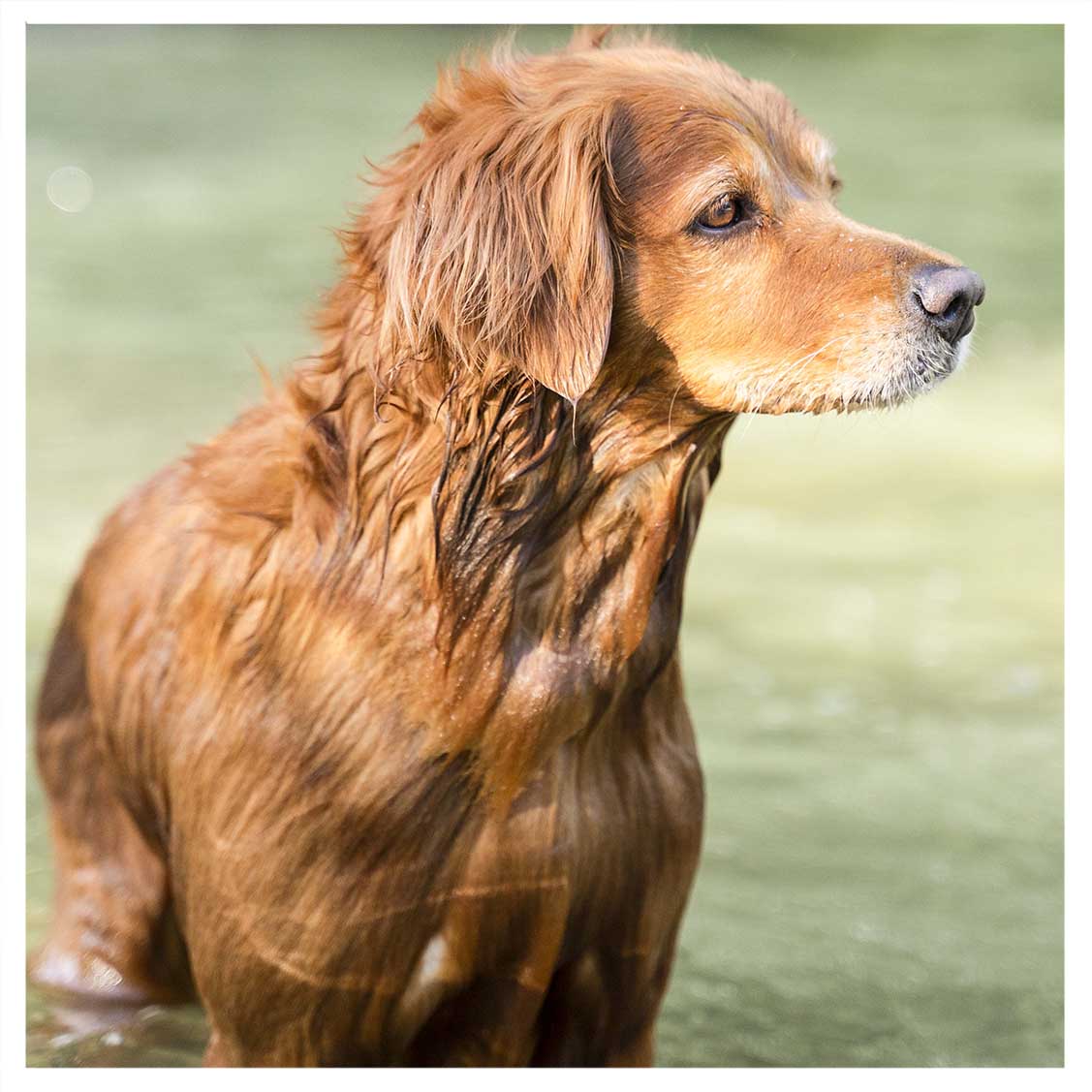 formation en ligne devenir éducateur canin Educateur Canin éducation Et Rééducation Canine