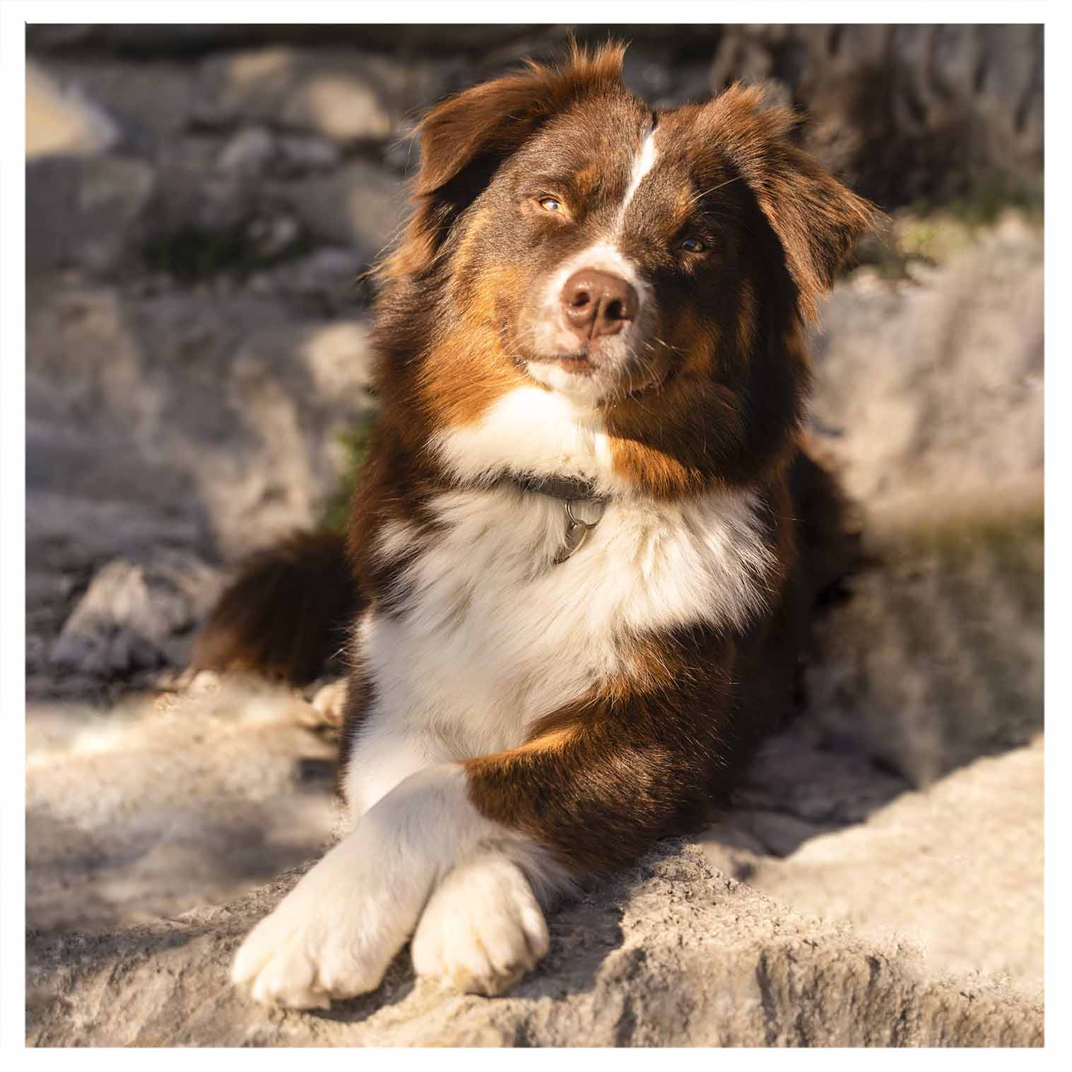 formation en ligne éducation canine Séance éducation Pup Fiction Marche En Laisse Rappel