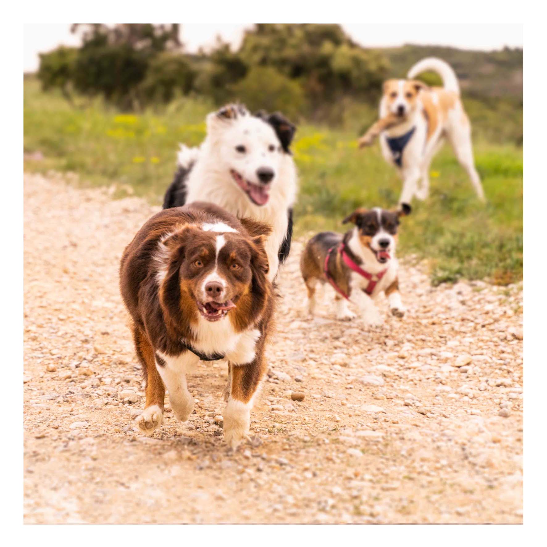 promenade collectives cours de socia pour chiot Actvités Canines Promenades Tricks Détection