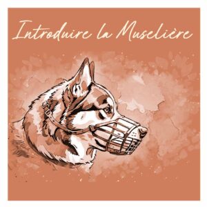 apprendre à son chien a mettre la muselière