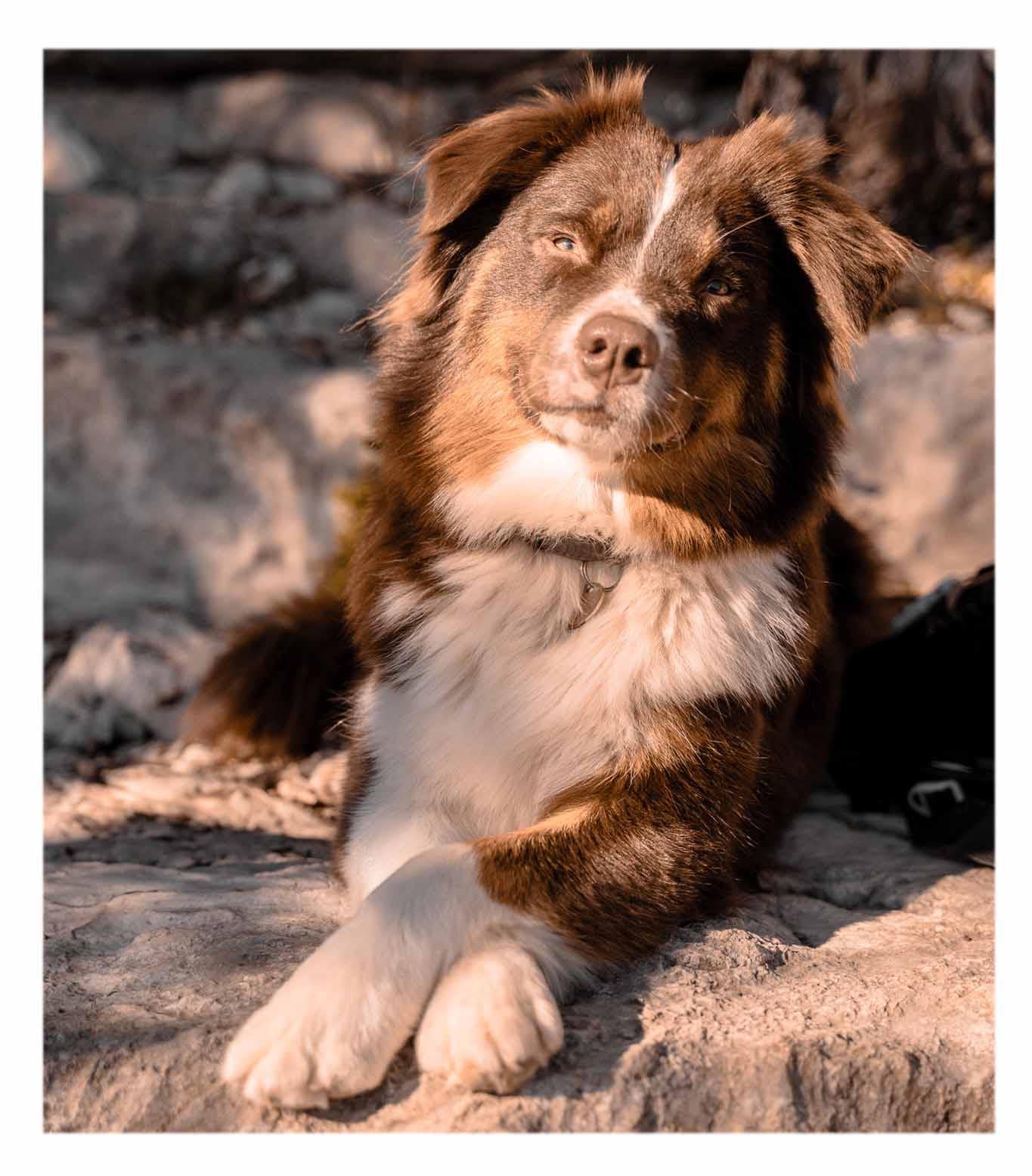 livre éducateur comportementaliste canin Séance éducation Pup Fiction Marche En Laisse Rappel