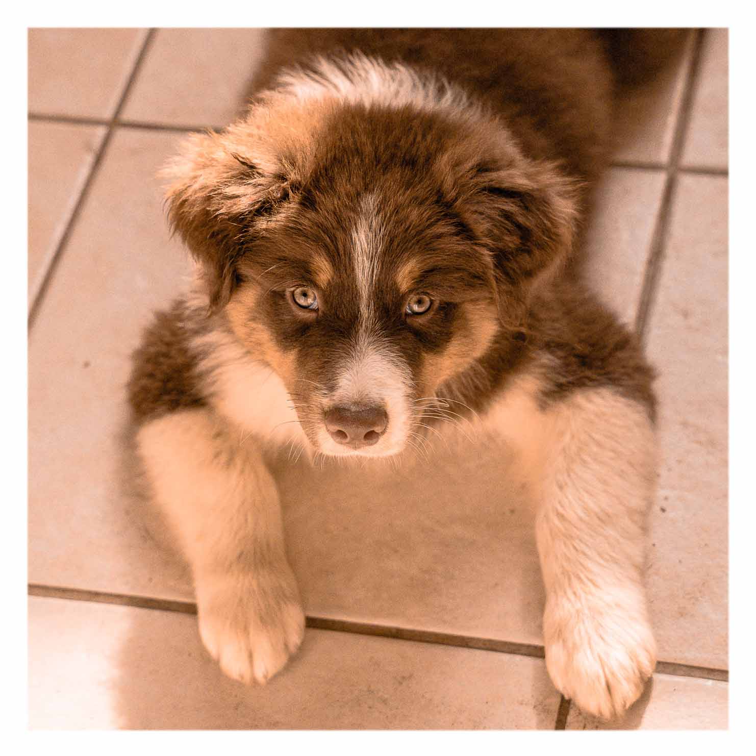 Visite à domicile pet sitting Actvités Canines Promenades Tricks Détection