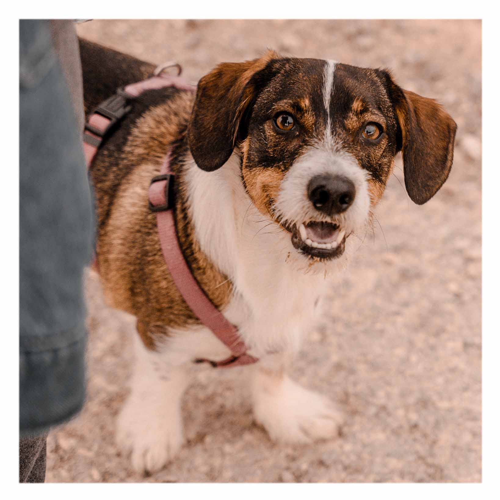 activité chien détection odeur tricks éducation canine pup fiction